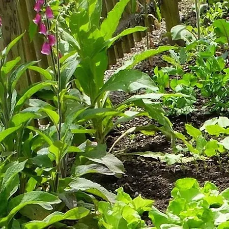 招待所 Gasthaus Schwert 塞尔巴赫